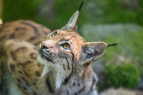 Eurasian lynx (Lynx lynx) in a forest, portrait, Bavaria, Germany