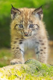 Eurasian lynx (Lynx lynx) youngster (cub) walking on rocks in a forest, Bavaria, Germany