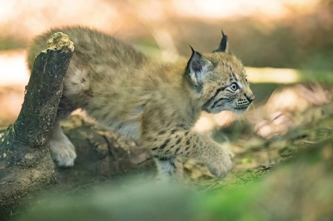 Eurasian lynx (Lynx lynx) youngster (cub) walkking in a forest, Bavaria, Germany