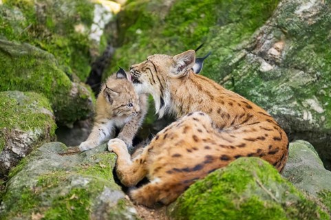 Eurasian lynx (Lynx lynx) mother with her youngsters (cubs) lying on a rock in a forest, Bavaria,