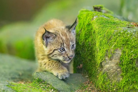 Eurasian lynx (Lynx lynx) youngster (cub) on a rock in a forest, Bavaria, Germany