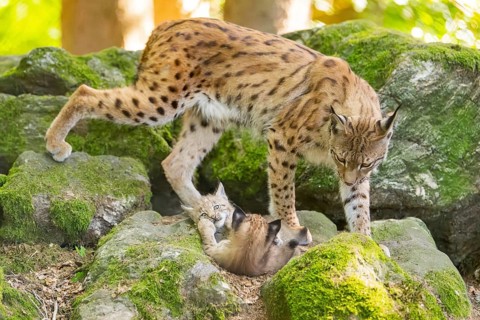 Eurasian lynx (Lynx lynx) mother with her youngsters (cubs) on a rock in a forest, Bavaria, Germany