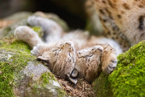 Eurasian lynx (Lynx lynx) youngsters (cubs) lying on a rock in a forest, Bavaria, Germany