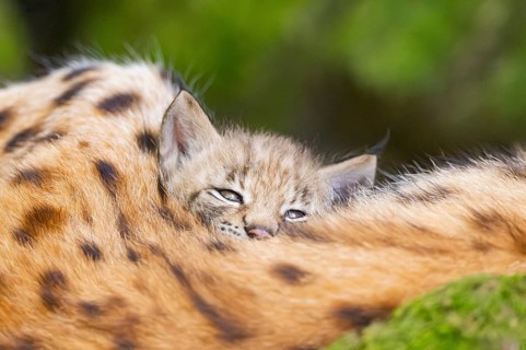 Eurasian lynx (Lynx lynx) youngster (cubs) behind the fur of its mother in a forest, Bavaria,
