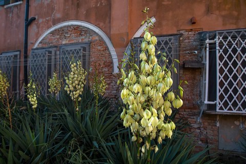 Blooming palm lilies (Yucca gloriosa) in front of a brick wall on the island of Giudecca, Veneto,