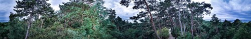 Panoramic view of a wooded landscape through which a sandy path leads on the Baltic Sea under a