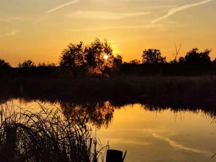 A picturesque sunset over the calm Spree with reeds (phragmitis australis), Brandenburg
