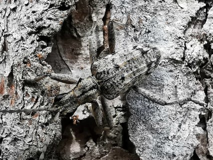 Close-up of a shotbuck (Rhagium inquisitor), well camouflaged on the bark of a tree, Thuringian