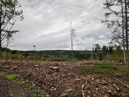 A spruce forest (picea) destroyed by the bark beetle (Scolytinae) with tree stumps under a cloudy
