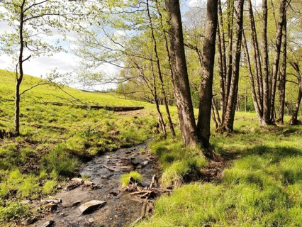 A small stream flows through a sunlit meadow, surrounded by trees in spring, hiking in the