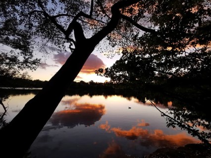 Dramatic silhouette of a tree reflected in a calm lake at sunset, Weissensee, Berlin