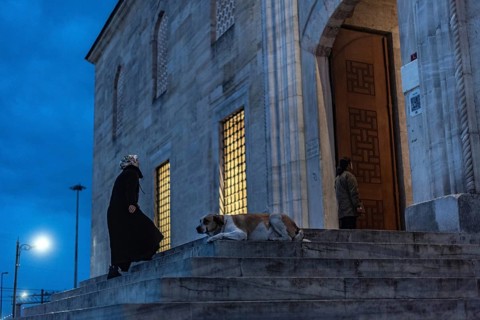 Istanbul, Turkey. January 3rd 2025. A Muslim woman passes a typical Istanbul street dog sitting on
