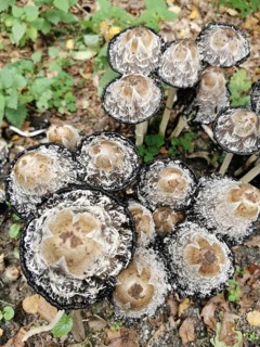 Close-up view from above of a group of crested smelt (coprinus comatus) with textured surface and