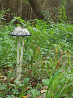 Two crested tintinnabuli (Coprinus comatus) in a green forest with lush vegetation in the