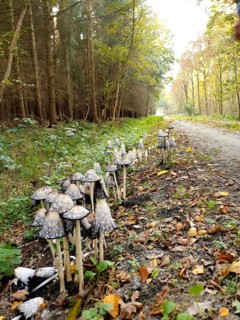 A group of crested minnows (coprinus comatus) along a forest path with foliage on the ground,