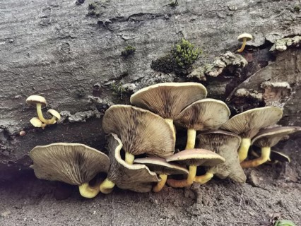 A group of late oyster mushrooms (panellus serotinus) growing on a fallen tree trunk in the forest,