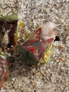 Colourful shield bugs (elasmostethus interstinctus) in close-up on a stony ground with detailed