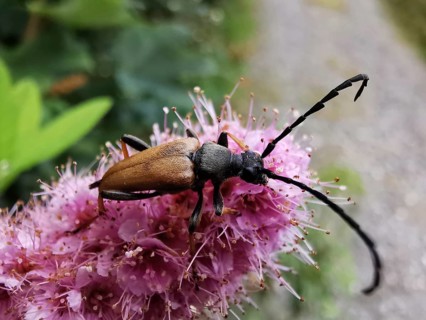 A red-necked buck (stictoleptura rubra) with long antennae sitting on a pink flower (spiraea