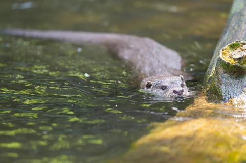 Eurasian otter (Lutra lutra) swimming in the water of a little lake, Bavaria, Germany