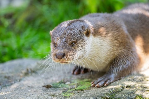 Eurasian otter (Lutra lutra) lying on a rock, Bavaria, Germany