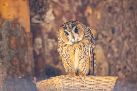 Long-eared owl (Asio otus) or lesser horned owl, sitting, captive, Germany