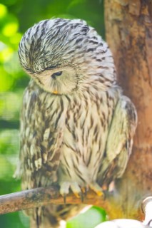 Ural Owl (Strix uralensis) sitting on a branch, Bavaria, Germany
