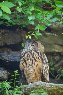 Eurasian eagle-owl (Bubo bubo) sitting on a rock in a stone wall, Bavaria, Germany