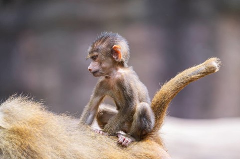 Guinea baboon (Papio papio) youngster hanging on its mothers back, Bavaria, Germany Europe