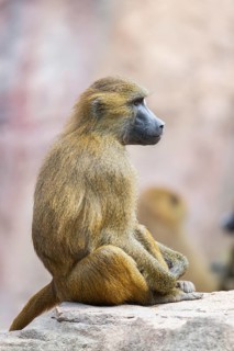 Guinea baboon (Papio papio) sitting on a rock, captive, Bavaria, Germany Europe