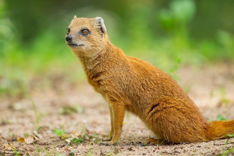 Yellow Mongoose or red meerkat (Cynictis penicillata) sitting on the ground, Germany