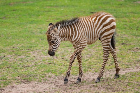 Plains zebra (Equus quagga) youngster (foal) walking on a meadow, Germany