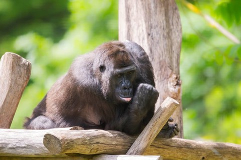 Western lowland gorilla (Gorilla gorilla gorilla) lying on wood, captive, Bavaria, Germany