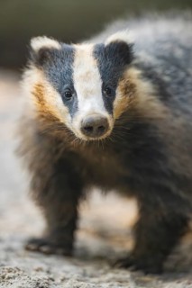 European badger (Meles meles) walking on the ground, Bavaria, Germany