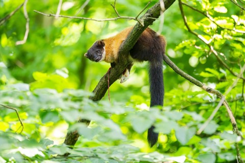 Yellow-throated marten (Martes flavigula) on a branch in summer, Germany