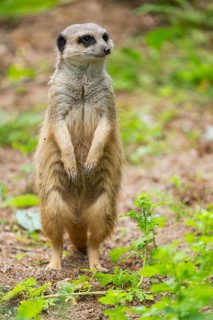 Close-up of a meerkat or suricate (Suricata suricatta) stands on its hind legs on the ground,
