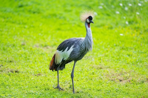 Black crowned crane (Balearica pavonina) walking on a meadow, Bavaria, Germany