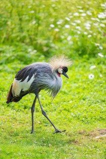 Black crowned crane (Balearica pavonina) walking on a meadow, Bavaria, Germany