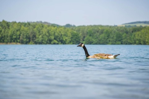Canada goose (Branta canadensis) swimming on a lake, Bavaria, Germany