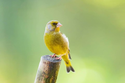 European greenfinch (Chloris chloris) sitting on a wood, Bavaria, Germany