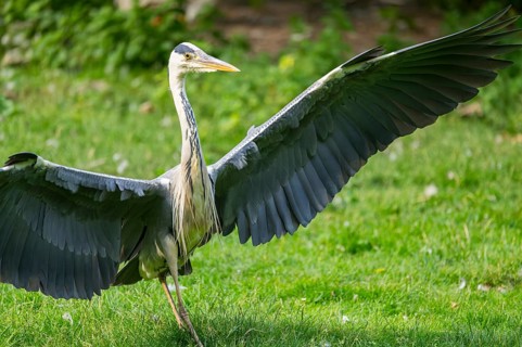 Grey heron (Ardea cinerea), landing on a meadow, Bavaria, Germany