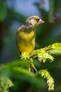 European greenfinch (Chloris chloris) sitting on a branch in spring, Bavaria, Germany