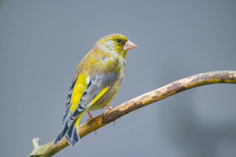 European greenfinch (Chloris chloris) sitting on a branch, Bavaria, Germany