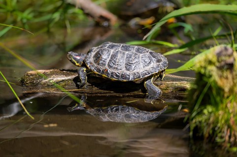 Red-eared slider (Trachemys scripta elegans) on a tree trunk, in the water of a little lake,