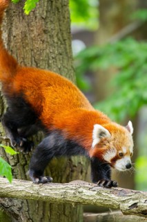 Red panda (Ailurus fulgens) on a tree, Germany