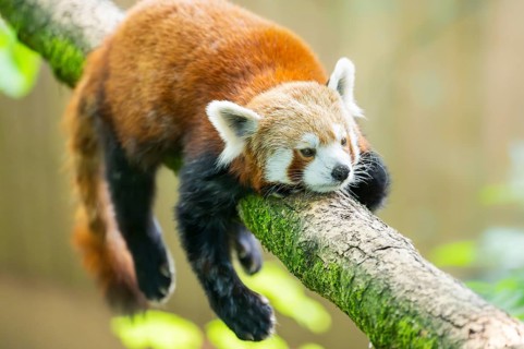 Red panda (Ailurus fulgens) lying on a branch in a tree, Germany
