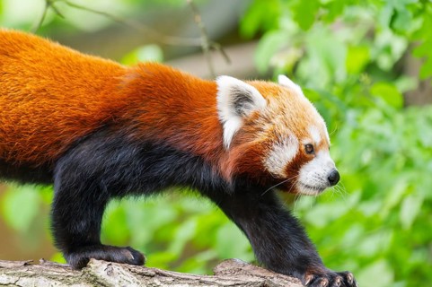 Red panda (Ailurus fulgens) on a branch in a tree, captive, Germany
