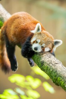 Red panda (Ailurus fulgens) lying on a branch in a tree, Germany