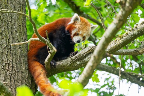 Red panda (Ailurus fulgens) on a tree, Germany
