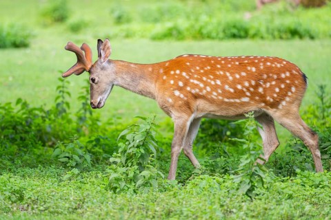 Sika deer (Cervus nippon) male walking on a meadow, Bavaria, Germany