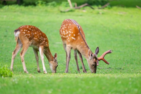 Sika deer (Cervus nippon) male and female standing on a meadow, Bavaria, Germany